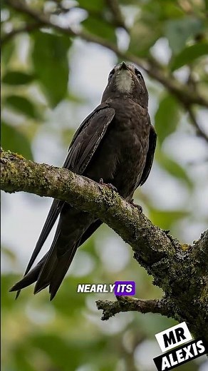 The Common Swift: The Bird That Never Lands
