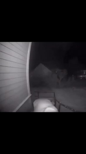 Cat Sniffing Camera Meme Compilation