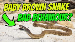 🐍 𝗕𝗔𝗕𝗬 𝗕𝗥𝗢𝗪𝗡 𝗦𝗡𝗔𝗞𝗘 - 𝗕𝗔𝗗 𝗕𝗘𝗛𝗔𝗩𝗜𝗢𝗨𝗥? I'm down on the south coast of Western Australia near Bremer Bay filming a juvenile Dugite, aka spotted brown snake - one of Australia's highly venomous species. As you can see, this little guy is pretty worked up due to my close proximity to it. Watching this, most people would perceive its behaviour as aggression, and I can see how it can be interpreted in that way. The abrupt, jerky movements, the rearing, the mouth gaping and sho