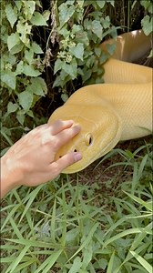 Nagkita najod MiG balik ni yellow python. #atorrneyreyvlog. This video is edited for entertainment purposes only. | Atorrneyrey Vlog