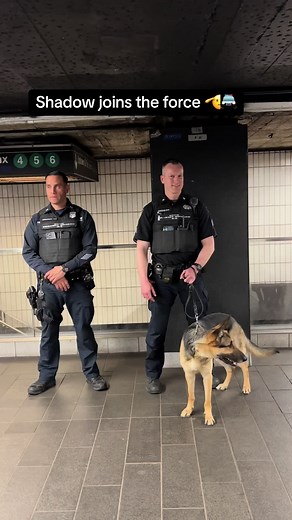 #jmassiah #fypシ゚viral #shadowthedog #shadowrelax | shadow relax