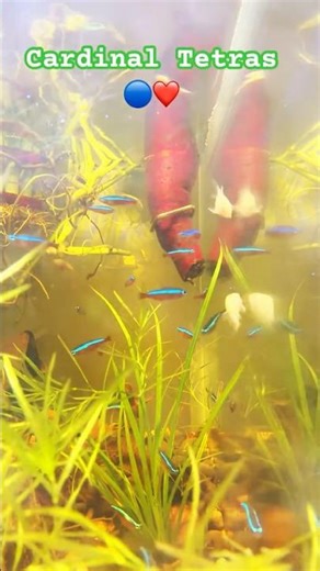 Mini Aquarium Ecosystem 🐠 Cardinal Tetra + Corydoras + Live Plants 🌿