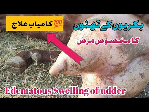 Udder Edema | Edematous Mastitis In Goats | تھنوں میں سوجن | Watery Swelling Of Teats In Goats