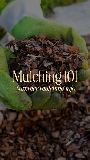 Mulching may not be the most exciting part of gardening, but it's definitely one of the most important! Rusty is back with advice on 🌱 types of mulch 🌱 mulch for different areas 🌱 how to mulch in the summer to ensure your plants retain much needed moisture #mulch #mulching #gardening #summergardening #summergardens #plants #perennials | North Haven Gardens