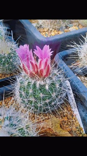 🌵银色天照，Thelocactus conothelos ssp.argenteus石食者书里介绍的产地瘤玉属稀有品种，图片上场景远远望去山坡缝隙上一团银白，非常的震撼！国内播种实生未见，我坚持播了几年快有属于自己的母本了，首花大家欣赏一下亚光银白色的刺，不像太白丸玻璃质的刺偏黄…#多肉种植 #仙人球 #园艺 #养花人