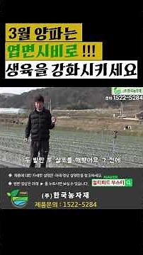 3월 양파는 엽면시비로 생육을 강화시키세요!!! | 장성 양파 재배 농법