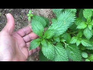 AMAZING BENEFITS OF STINGING NETTLE PLANT
