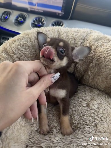 Chihuahua Toys: Adorable and Playful Companions