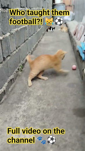 Tiny Kittens Playing Football 😹⚽#funnycats #usa #kittenfootball #kittens