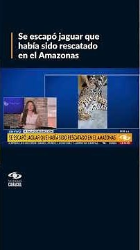 Escapó un jaguar que había sido rescatado en la Amazonia: ¿qué se sabe sobre su paradero?