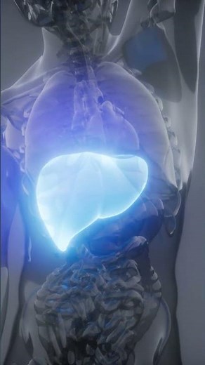 Introduction to Liver