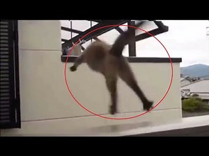 Try Not To Laugh Watching These Funny Animals Compilation | Funniest Animals Compilation 2019