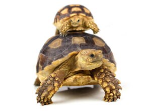 Turtles for Sale - Latest Pet Ads - Buy, Sell, Adopt
