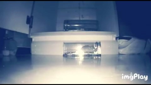 Humane Live Catch Mouse Trap – 10.2" Reusable No-Kill Trap for Mice and Small Rats, Indoor & Outdoor Use, 2 Pack