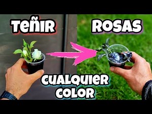 N°1 TRUCO CASERO para volver tus ROSAS AZULES o NEGRAS! Teñir FLORES Fácil | Plantas y jardín