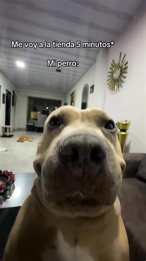 @vikingo606_ on Instagram: "No te vayas we 🗣️ #vikingo606 #humor #perros #americanbully #mascotas"
