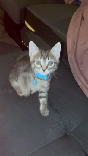 #kitten #cute #cat #funny our pet cat funny cat videos