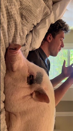 Collins Key on Instagram: "She was the best therapist #pig #therapy"