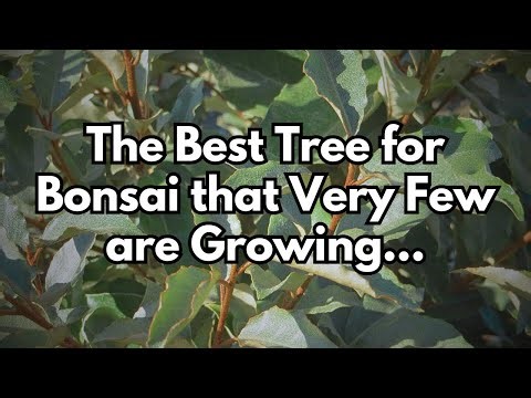 The Best Tree for Broadleaf Bonsai that Very Few are Growing - Deciduous Bonsai Podcast Episode 28