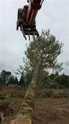 FALLING A VERY LARGE COTTONWOOD TREE the easy way!!