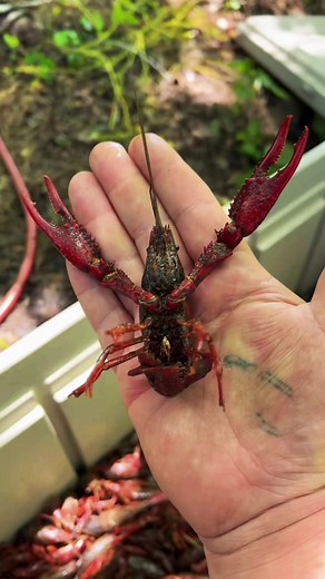 Cooking and Eating Crawfish: Cajun-style Recipe