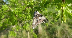 Digital Gardens Talk – Wildlife in the Archive