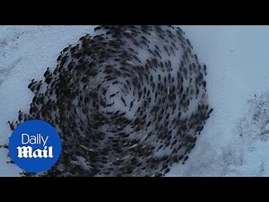 Herd of deer create cyclone as they graze fields