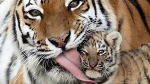 ТОП 5 видео смешные милые тигрята. TOP 5 funny tiger cubs.