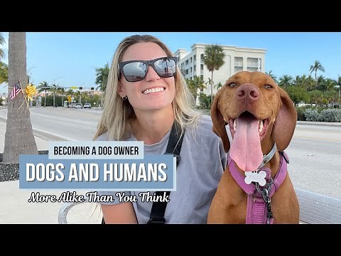 How Similar Are Humans and Dogs?
