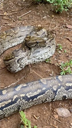 One of the largest snakes on the planet- Southern African rock python
