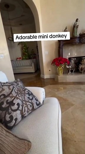 Baby donkeys for sale | Miniature Donkey for sale | https://miniaturelivestockranch.com/