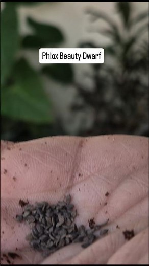 Phlox Dwarf Seed Sowing 🌸 Easy Winter Flower Growing Guide for Pots & Garden | #PhloxDwarf