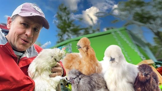 Meet the new, unusual chickens roaming around our farm