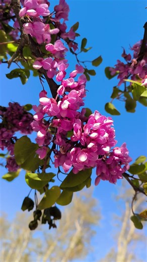 La Belleza del Cercis Siliquastrum en un Día Soleado