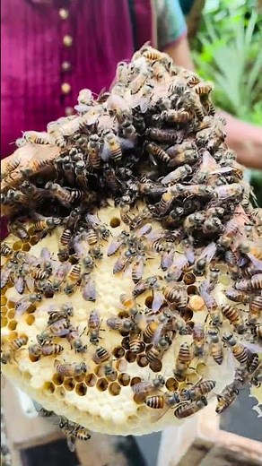 Mesmerizing Bee Sounds and Close-Up Hive Footage | ASMR Beekeeping #beekeeping #beekeeper #shorts