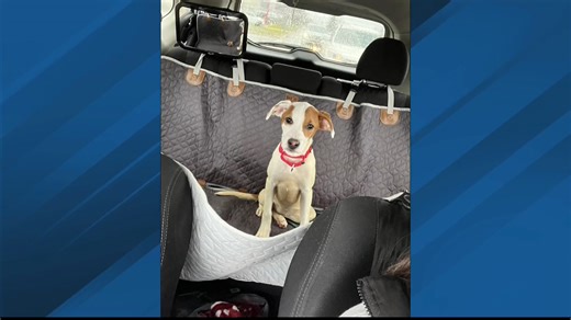 Moxham Animal Abuse Update - FOX8