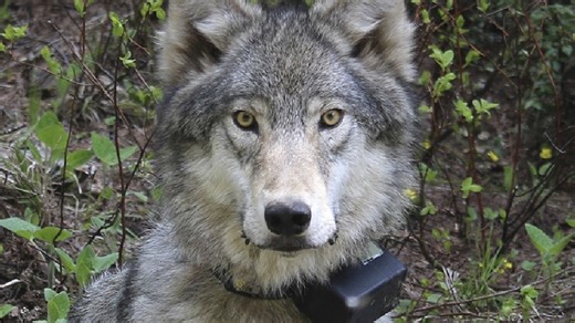 Oregon State Police seek public's help in wolf poaching case