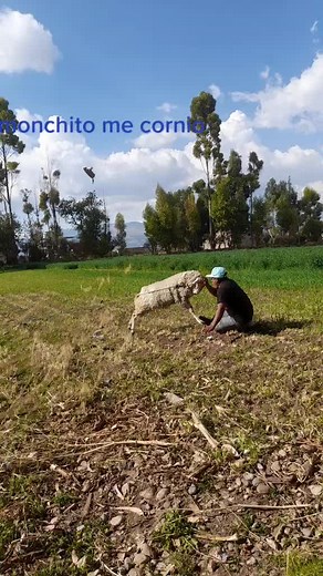 Playful Interaction Between Man and Sheep in Nature