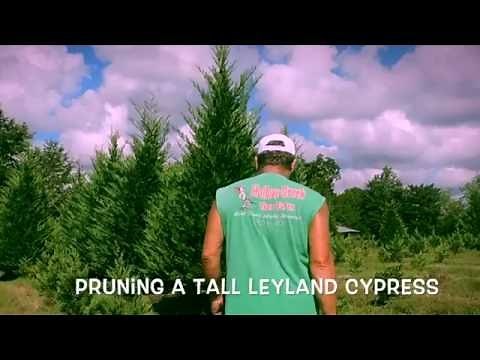 Pruning a Tall Leyland Cypress (final edit)