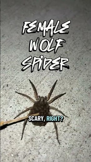 Meet the Wolfspider #animals #wolfspider