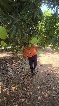 మామడికాయల స్వర్గంలోకి వెళ్ళాము🥭 || ఈ తోటలో మామిడికాయలు చాలా సలీస్😍