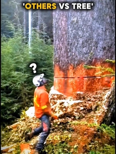 Others vs Tree… Tree Said NO 💀