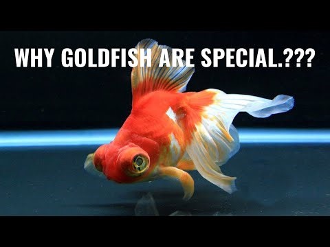 The Beauty and Secrets of Goldfish 🐟🫧