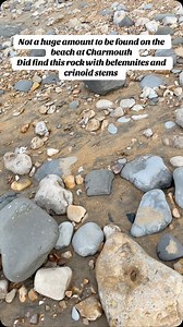 Found this one with belemnites and crinoid stems along the beach at Charmouth a couple of days ago | Charmouth Fossils