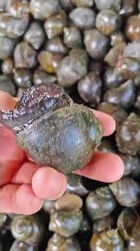 Cập nhật tình hình giá ốc thương phẩm #thuysan #thuysanhls #ocnhoi #ocbuuden