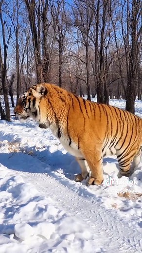 Siberian Tigers Having Fun in the Snow