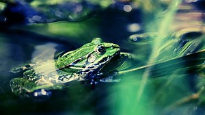 These Frogs Shrug Off Murder Hornet Stings—and Eat Them Anyway