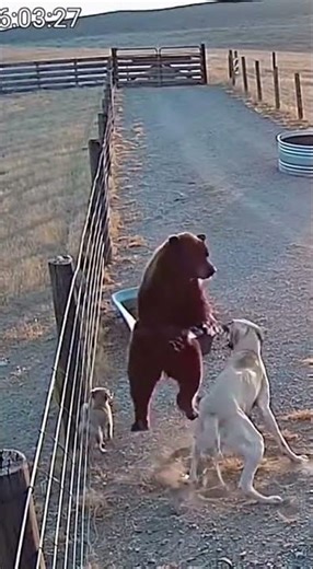 Kangal DAD Protects Puppy from BEAR! 🐻⚔️