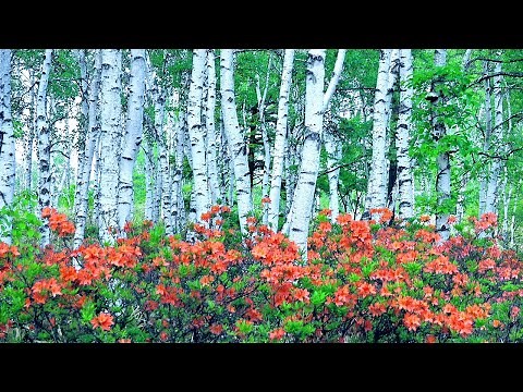 4K映像 日本一美しい白樺林「初夏の八千穂高原 レンゲツツジ」日本の美しい四季 長野県佐久穂町 6月上旬 森林浴 自然音 エゾハルゼミ ヒグラシ 北八ヶ岳 絶景風景
