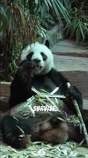 “Meet the World’s Smallest Mammals” | Paw Safari